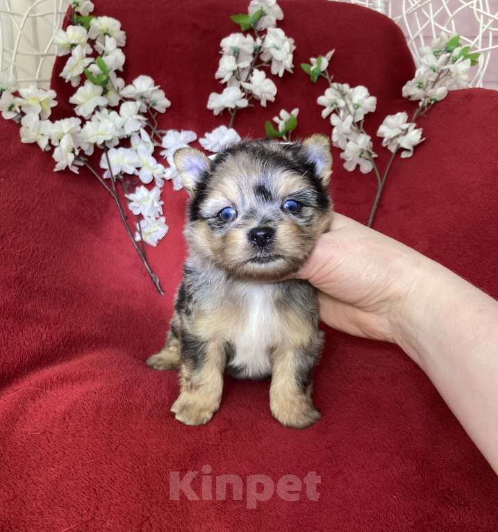 Собаки в Москве: Йорк с двумя голубыми глазами мальчик блю мерле Мальчик, 120 000 руб. - фото 2