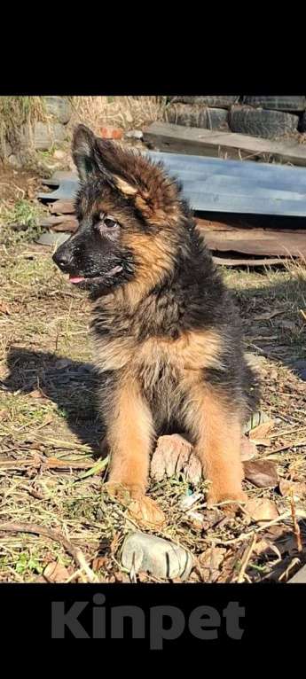 Собаки в Иркутске: Немецкая овчарка длинношерстная Мальчик, 50 000 руб. - фото 4