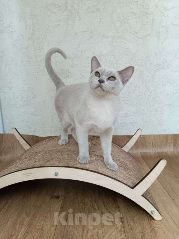 Кошки в других городах Владимирской области: Девочка бурмы Девочка, 50 000 руб. - фото 2