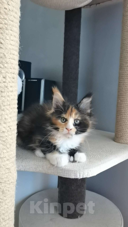 Кошки в Иркутске: Зара Девочка, 30 000 руб. - фото 3