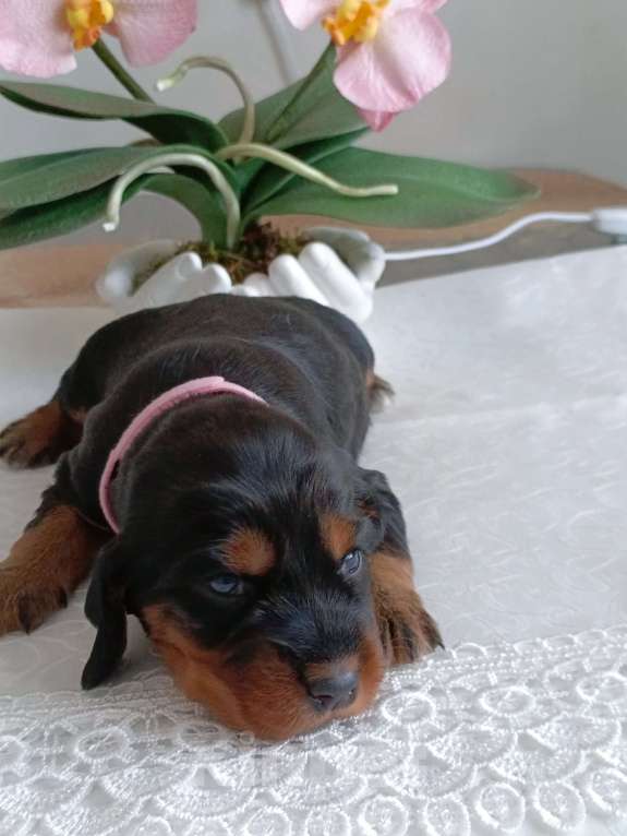 Собаки в Москве: Русский охотничий спаниель девочка Девочка, 50 000 руб. - фото 9