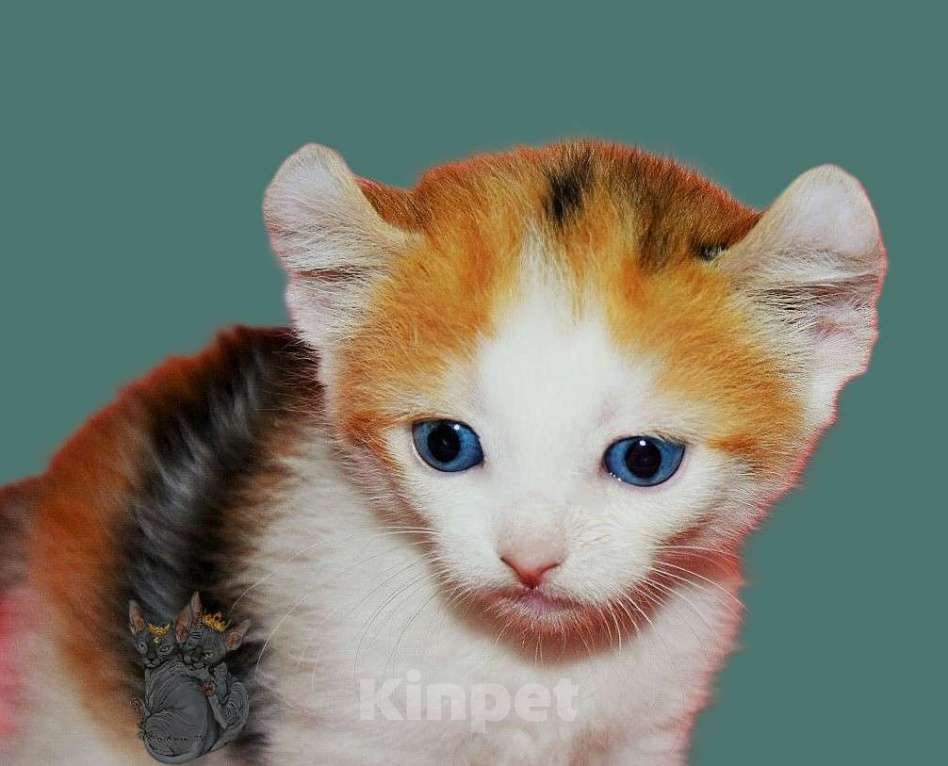 Кошки в Люберцах: Девочка DBE Девочка, Бесплатно - фото 1