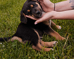 Собаки в Химках: Щенок в добрые руки. Малыш Мартин ищет родителей  Мальчик, Бесплатно - фото 5