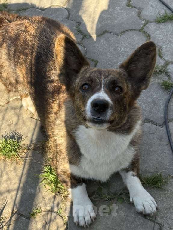 Собаки в Нижнем Новгороде: Пропала собака Девочка, Бесплатно - фото 2