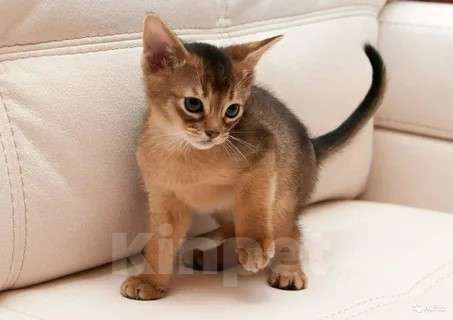 Кошки в Москве: Шикарные абиссинские котята питомника «ELDAMAR» Мальчик, 100 000 руб. - фото 7