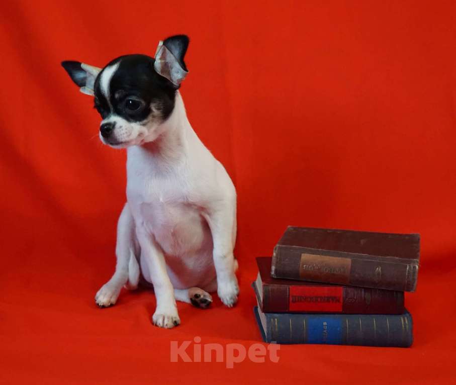 Собаки в Кудрово: Бело- черная девочка Девочка, 60 000 руб. - фото 3