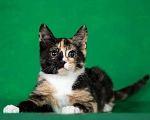 Кошки в Люберцах: Котенок Мэри в добрые руки Девочка, 1 руб. - фото 2