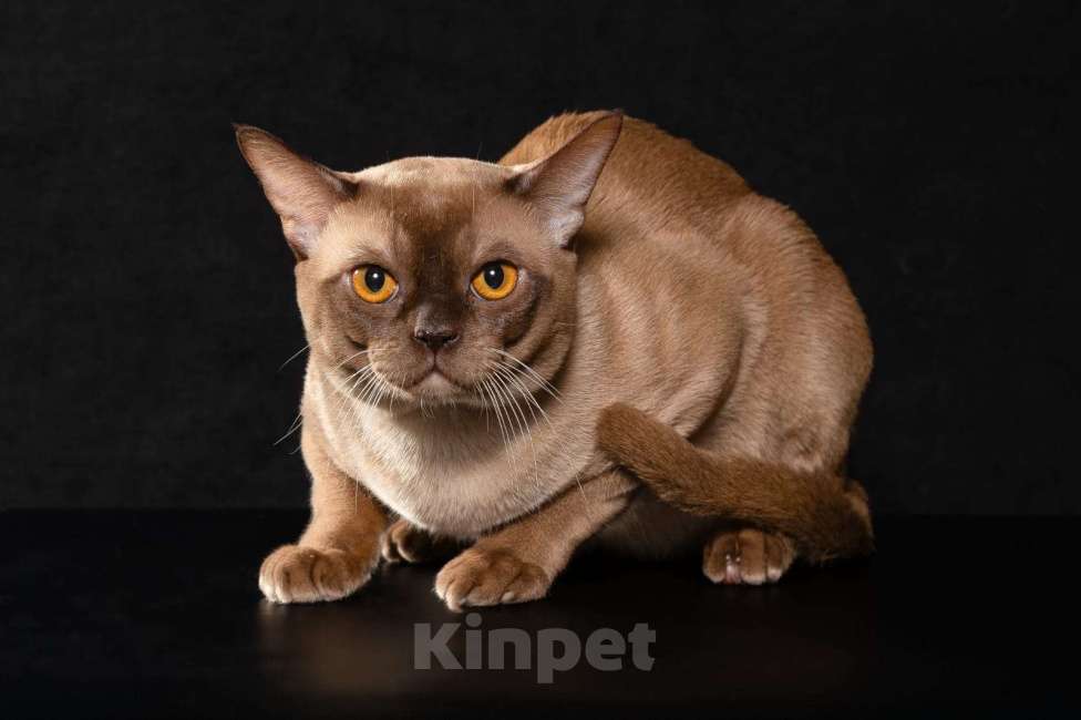 Кошки в Екатеринбурге: Клубные котята Европейской бурмы Мальчик, Бесплатно - фото 2