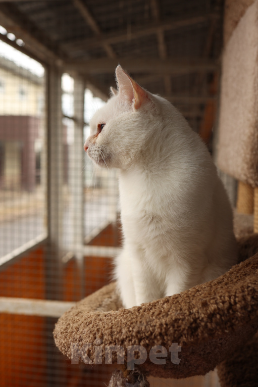 Кошки в Зеленограде: Котик Абрау в добрые руки Мальчик, Бесплатно - фото 6