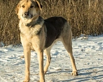 Собаки в Москве: В добрые руки  Мальчик, Бесплатно - фото 3