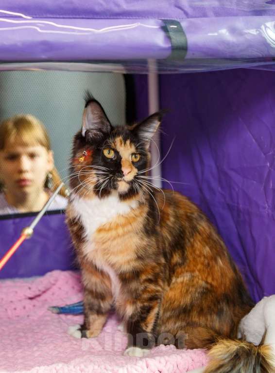 Кошки в Бору: Котенок мэйн кун, девочка Девочка, 40 000 руб. - фото 1