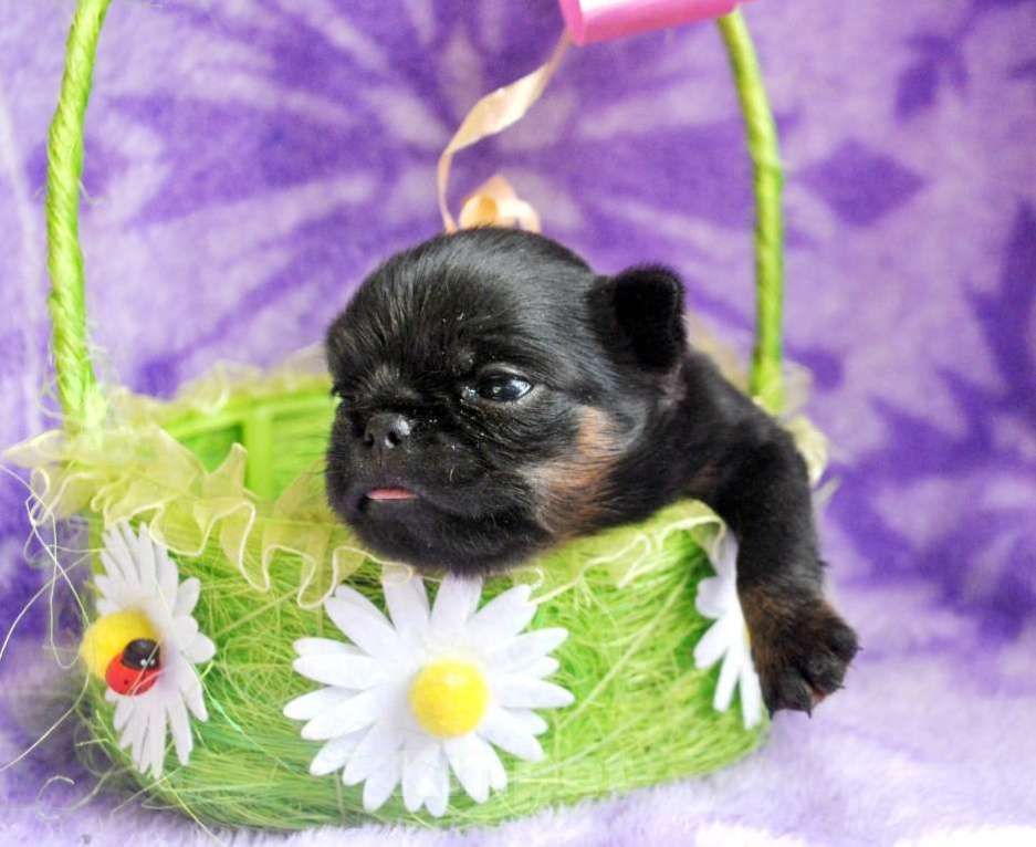 Собаки в Москве: Девочка пти-брабансон Девочка, 50 000 руб. - фото 1