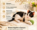 Кошки в Жуковском: Орешек Мальчик, Бесплатно - фото 1
