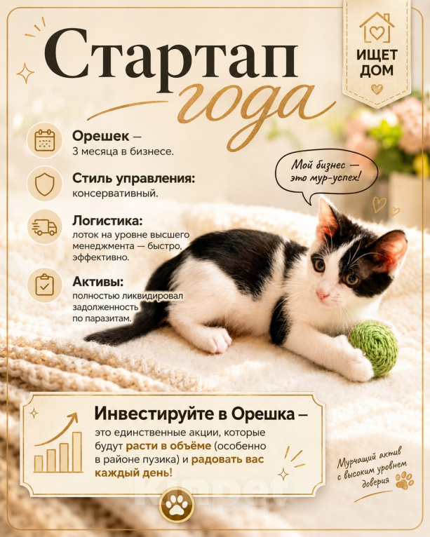 Кошки в Жуковском: Орешек Мальчик, Бесплатно - фото 1