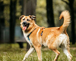 Собаки в Москве: Собака в добрые руки бесплатно Москва Мальчик, Бесплатно - фото 6
