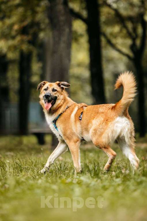 Собаки в Москве: Собака в добрые руки бесплатно Москва Мальчик, Бесплатно - фото 6