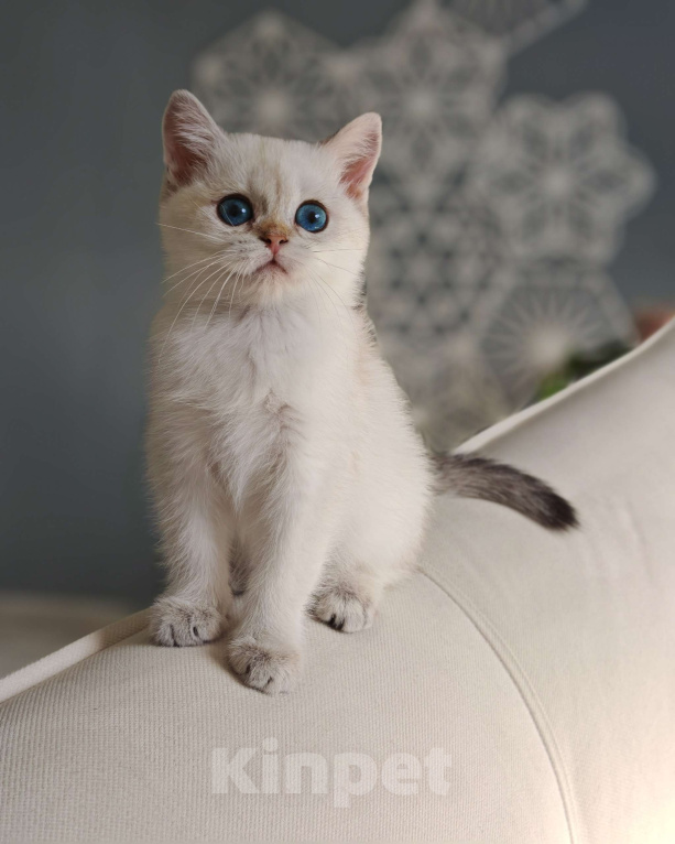 Кошки в Москве: Голубоглазая красотка ждет своих родителей Девочка, 75 000 руб. - фото 2