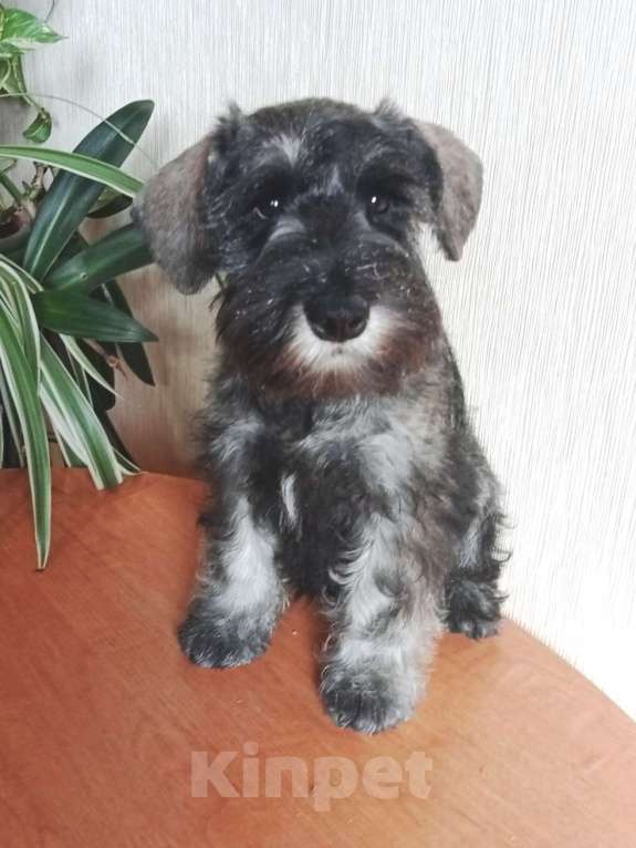 Собаки в Воронеже: Щенки цвергшнауцера Мальчик, Бесплатно - фото 10