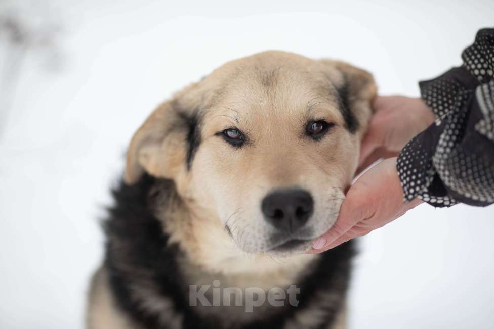 Собаки в Москве: Васко Мальчик, Бесплатно - фото 2