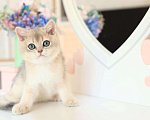 Кошки в Новосибирске: Котята золотая шиншилла  Мальчик, 90 000 руб. - фото 3