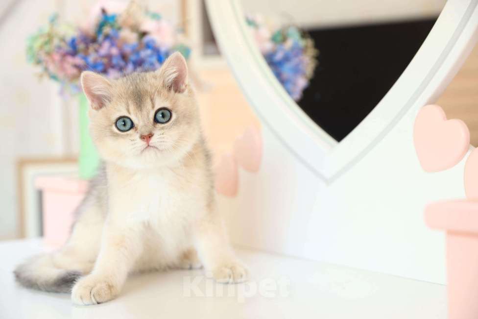 Кошки в Новосибирске: Котята золотая шиншилла  Мальчик, 90 000 руб. - фото 3