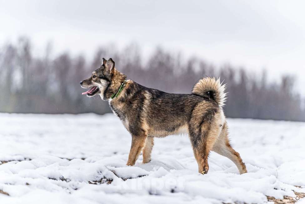 Собаки в Клине: Хэппи — милашка, излучающая свет Девочка, Бесплатно - фото 2