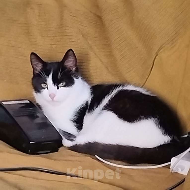 Кошки в других городах Московской области: Котик  ищет добрую хозяйку  Мальчик, Бесплатно - фото 2