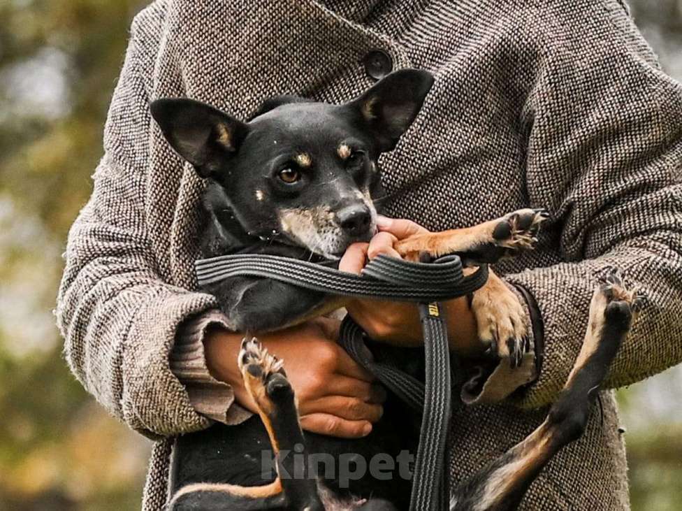 Собаки в Москве: Маленькая собачка в дар Девочка, Бесплатно - фото 2