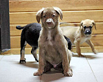 Собаки в Москве: Шоколадное чудо, милейший щеночек Ансел в добрые руки Мальчик, Бесплатно - фото 3