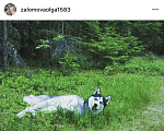 Собаки в Камне-На-Оби: Вязка, 1 000 руб. - фото 4