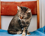Кошки в Реутове: Роскошная кошка Марвина в добрые руки.  Девочка, Бесплатно - фото 3