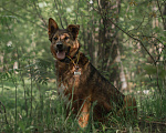Собаки в Москве: Кроткий Шон из приюта ищет дом Мальчик, Бесплатно - фото 4