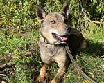 Собаки в Клине: Герда Девочка, Бесплатно - фото 1