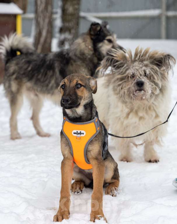 Собаки в Москве: Отдам щенка в добрые руки Девочка, Бесплатно - фото 6