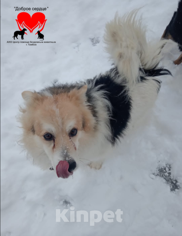 Собаки в Тамбове: Трезор  Мальчик, Бесплатно - фото 2