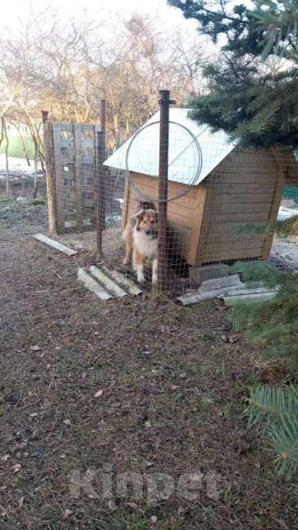 Собаки в Санкт-Петербурге: Отдам собаку бесплатно. Мальчик, Бесплатно - фото 7
