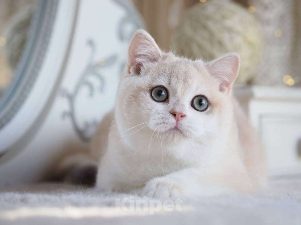 Кошки в Москве: Британский котенок Алюр Мальчик, 150 000 руб. - фото 9