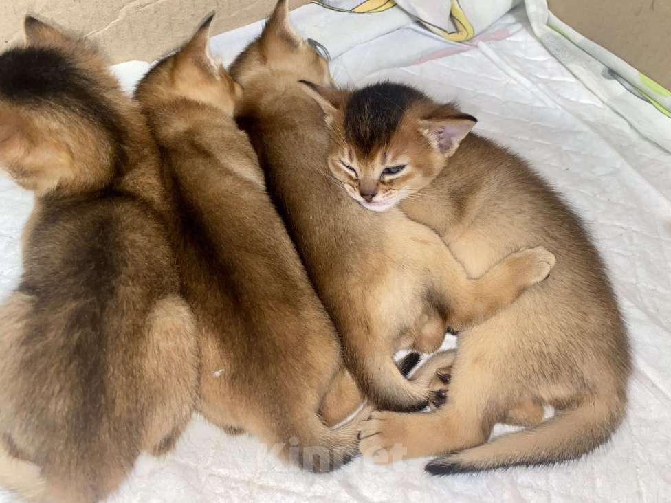 Кошки в Нижневартовске: Чистокровные абиссинские котята  Девочка, 25 000 руб. - фото 2