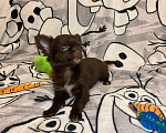 Собаки в Красногорске: Длинношерстный мальчик чихуахуа Мальчик, 20 000 руб. - фото 5