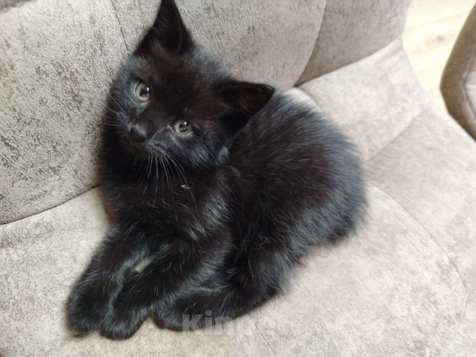 Кошки в других городах Воронежской области: Отдам красивых кошечек от сиамской мамы Девочка, Бесплатно - фото 2