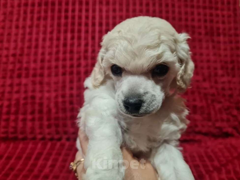 Собаки в Москве: Пудель миниатюрный белый Мальчик, 70 000 руб. - фото 1
