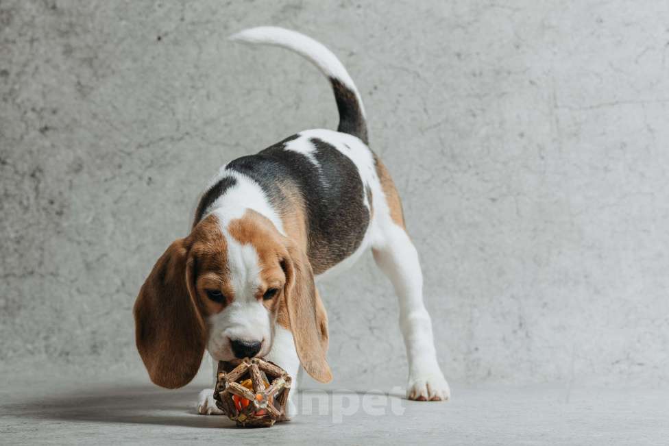 Собаки в Санкт-Петербурге: Высокопородные щенки Бигля  Девочка, 60 000 руб. - фото 7