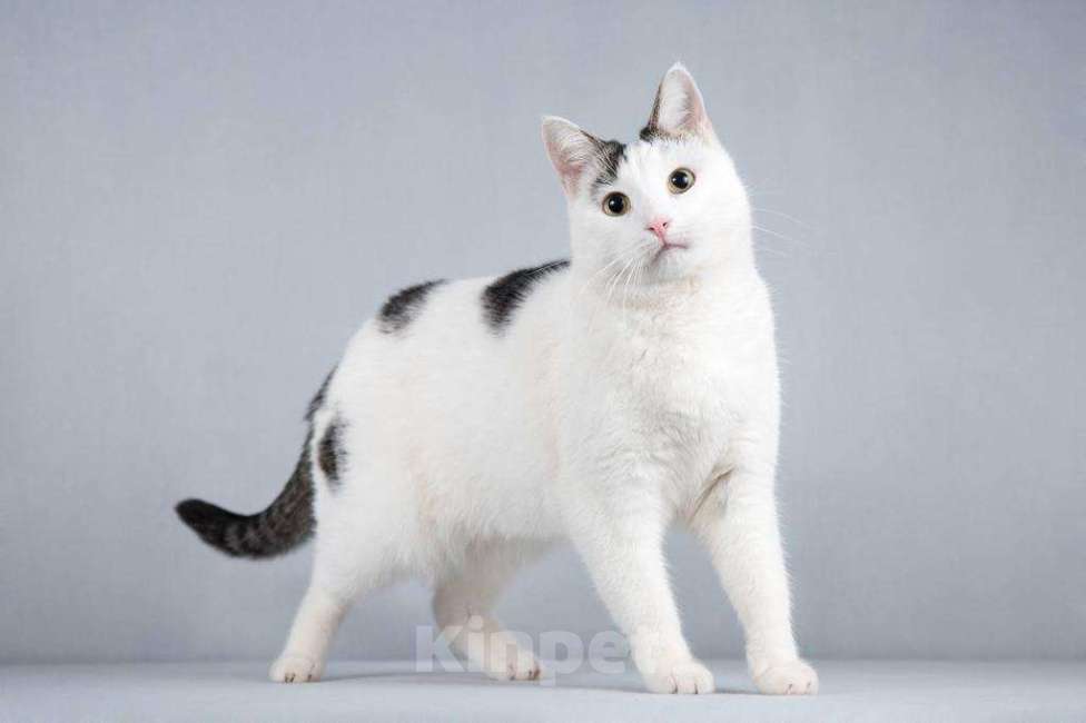 Кошки в Москве: Котейка Андрейка ищет доброе сердце.  Мальчик, Бесплатно - фото 5