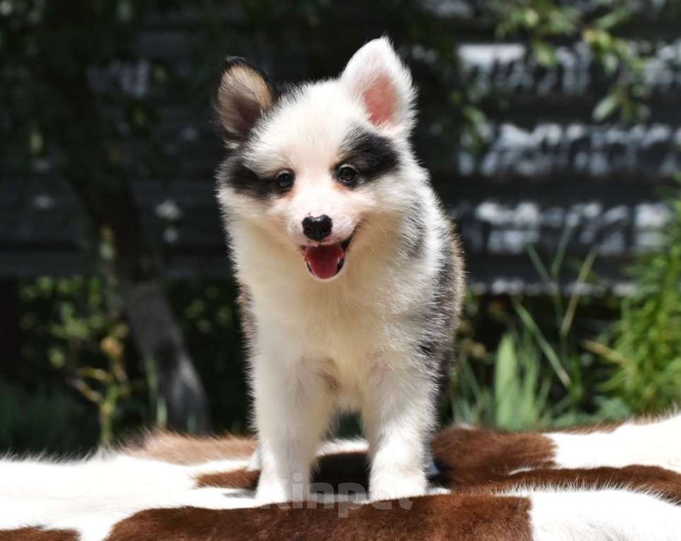 Собаки в Москве: Ненецкая оленегонная лайка. Помет «А». Сука Unmay no Akay Ito ALEKSA Девочка, 60 000 руб. - фото 2