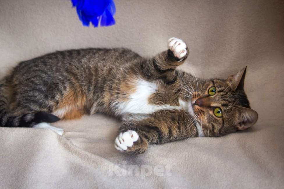 Кошки в Москве: Мадемуазель Матильда ищет дом Девочка, 1 руб. - фото 6