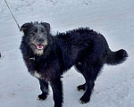 Собаки в Видном: Щенок Филл в добрые руки  Мальчик, Бесплатно - фото 3