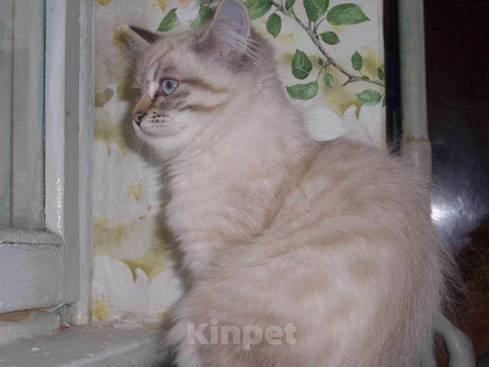 Кошки в Севастополе: Невский маскарадный котенок Мальчик, 15 000 руб. - фото 3