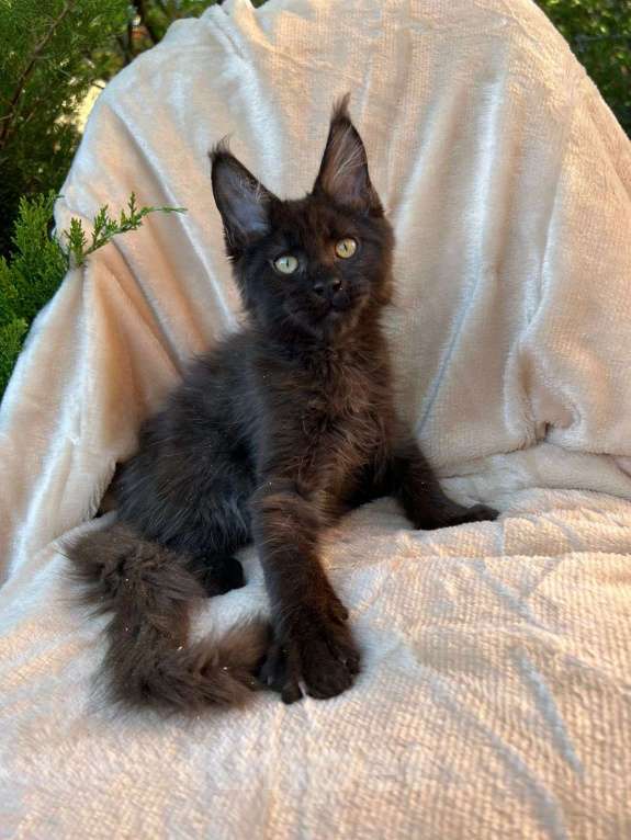 Кошки в Орле: Котёнок Мейн-кун Мальчик, 50 000 руб. - фото 1
