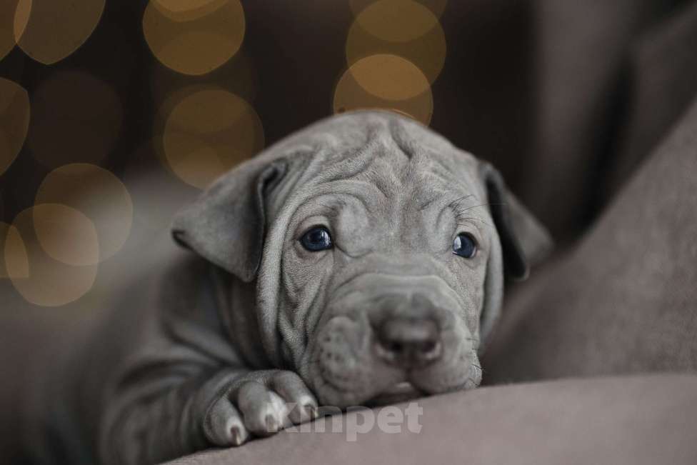 Собаки в Санкт-Петербурге: Щенок тайского риджбека Мальчик, 130 000 руб. - фото 1