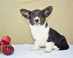 Собаки в Москве: Щенок корги в любимцы Мальчик, 25 000 руб. - фото 2